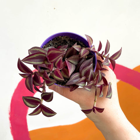Purple Inch Plant- Tradescantia zebrina 'Purpusii' - Sprouts of Bristol