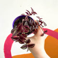 Purple Inch Plant- Tradescantia zebrina 'Purpusii' - Sprouts of Bristol