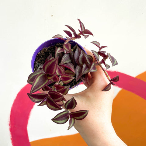 Purple Inch Plant- Tradescantia zebrina 'Purpusii' - Sprouts of Bristol