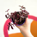 Purple Inch Plant- Tradescantia zebrina 'Purpusii' - Sprouts of Bristol