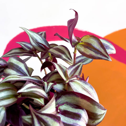 Purple Inch Plant- Tradescantia zebrina 'Violet Hill' - Sprouts of Bristol