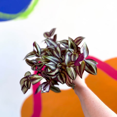 Purple Inch Plant- Tradescantia zebrina 'Violet Hill' - Sprouts of Bristol