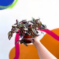 Purple Inch Plant- Tradescantia zebrina 'Violet Hill' - Sprouts of Bristol