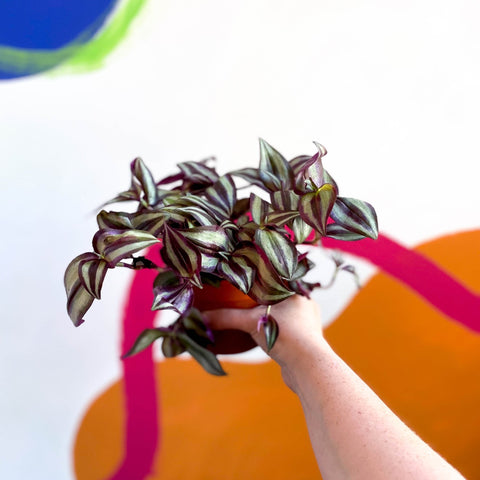 Purple Inch Plant- Tradescantia zebrina 'Violet Hill' - Sprouts of Bristol