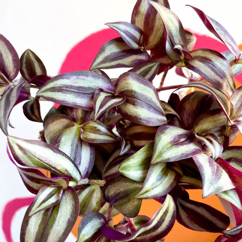 Purple Inch Plant- Tradescantia zebrina 'Violet Hill' - Sprouts of Bristol