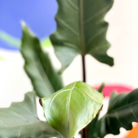 Purple Sword - Alocasia lauterbachiana - Sprouts of Bristol