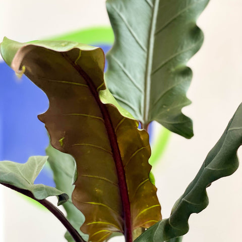 Purple Sword - Alocasia lauterbachiana - Sprouts of Bristol