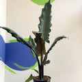 Purple Sword - Alocasia lauterbachiana - Sprouts of Bristol