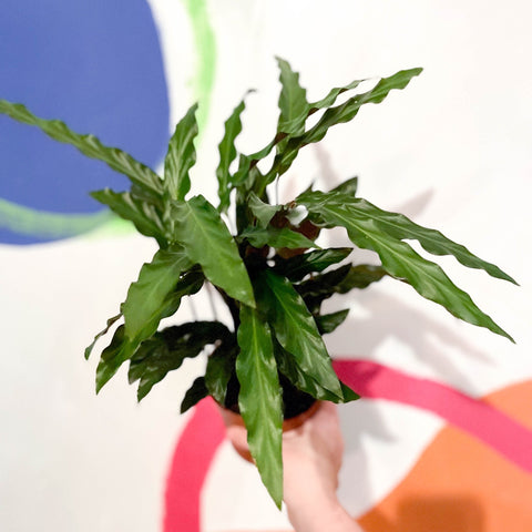 Purple Velvet Calathea - Calathea rufibarba - Sprouts of Bristol