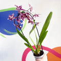 Purple & White Cambria Orchid - x Colmanara - Sprouts of Bristol