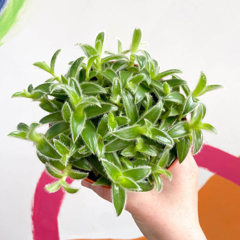 Pussy Ears - Cyanotis somaliensis - Sprouts of Bristol