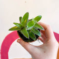 Pussy Ears - Cyanotis somaliensis - Welsh Grown - Sprouts of Bristol