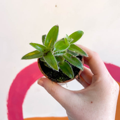 Pussy Ears - Cyanotis somaliensis - Welsh Grown - Sprouts of Bristol