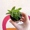 Pussy Ears - Cyanotis somaliensis - Welsh Grown - Sprouts of Bristol