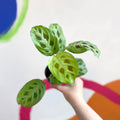 Rabbit Foot Prayer Plant - Maranta leuconeura 'Kerchoveana' - Sprouts of Bristol