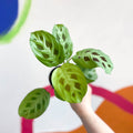 Rabbit Foot Prayer Plant - Maranta leuconeura 'Kerchoveana' - Sprouts of Bristol