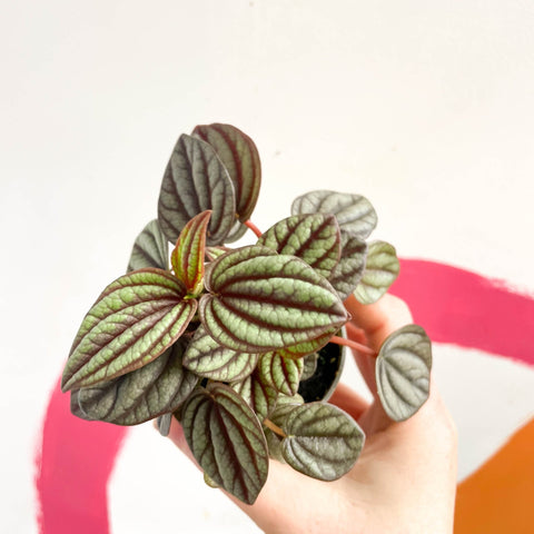 Radiator Plant - Peperomia albovittata 'Piccolo Banda' - Sprouts of Bristol