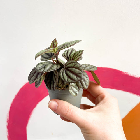 Radiator Plant - Peperomia albovittata 'Piccolo Banda' - Sprouts of Bristol