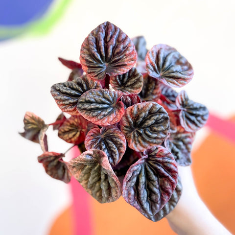 Radiator Plant - Peperomia caperata 'Abricos' - Sprouts of Bristol
