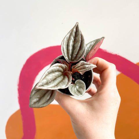 Radiator Plant - Peperomia caperata 'Brasilia' - Sprouts of Bristol