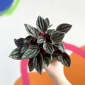 Radiator Plant - Peperomia caperata 'Brasilia' - Sprouts of Bristol