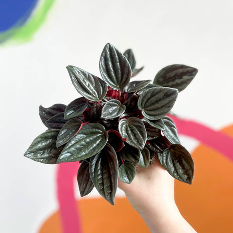 Radiator Plant - Peperomia caperata 'Brasilia' - Sprouts of Bristol
