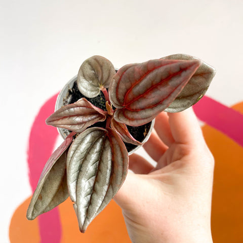 Radiator Plant - Peperomia caperata 'Brasilia' - Sprouts of Bristol