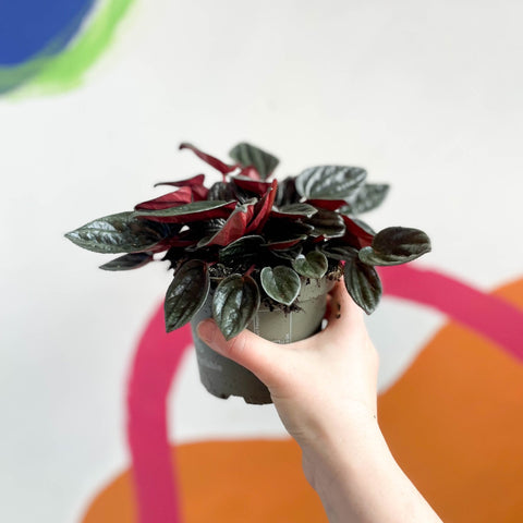 Radiator Plant - Peperomia caperata 'Brasilia' - Sprouts of Bristol