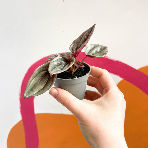 Radiator Plant - Peperomia caperata 'Brasilia' - Sprouts of Bristol