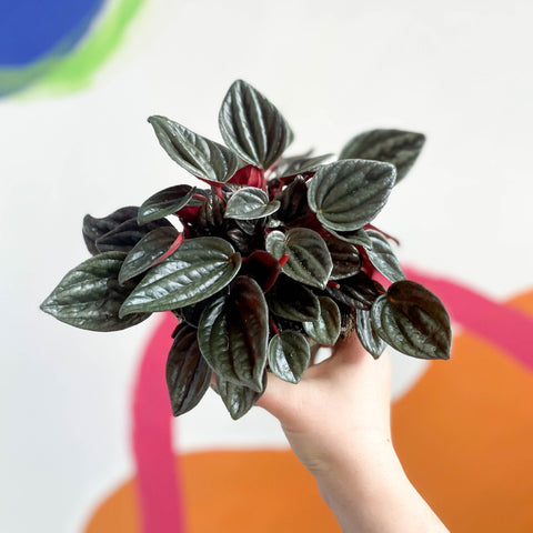 Radiator Plant - Peperomia caperata 'Brasilia' - Sprouts of Bristol