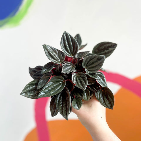 Radiator Plant - Peperomia caperata 'Brasilia' - Sprouts of Bristol
