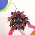 Radiator Plant - Peperomia caperata 'Cayenne' - Sprouts of Bristol
