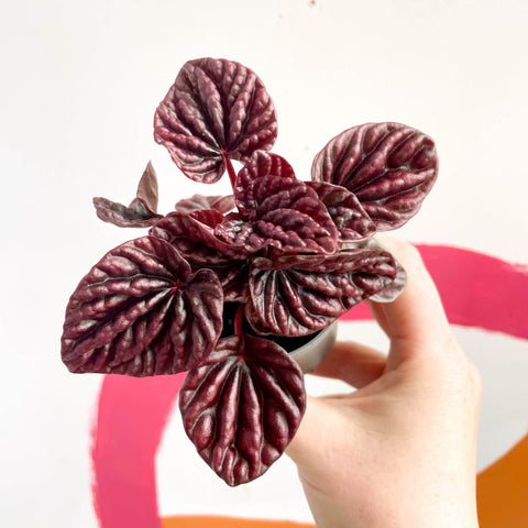 Radiator Plant - Peperomia caperata 'Luna' - Sprouts of Bristol