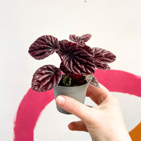 Radiator Plant - Peperomia caperata 'Luna' - Sprouts of Bristol