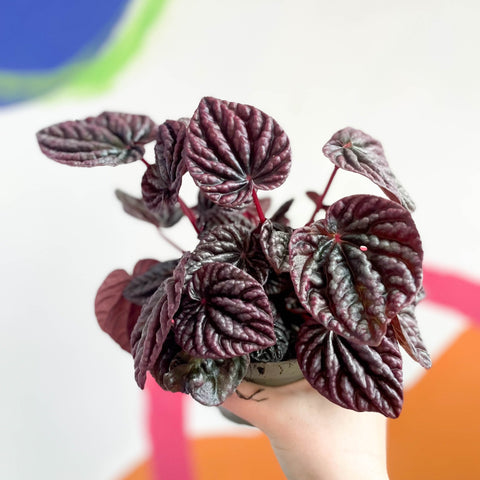 Radiator Plant - Peperomia caperata 'Red Luna' - Sprouts of Bristol