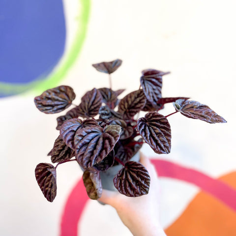 Radiator Plant - Peperomia caperata 'Red Luna' - Sprouts of Bristol