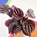 Radiator Plant - Peperomia caperata 'Red Luna' - Sprouts of Bristol