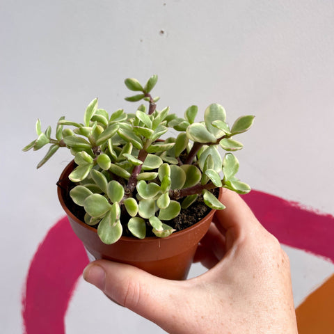 Rainbow Bush - Portulacaria afra variegata - Sprouts of Bristol