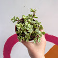 Rainbow Bush - Portulacaria afra variegata - Sprouts of Bristol