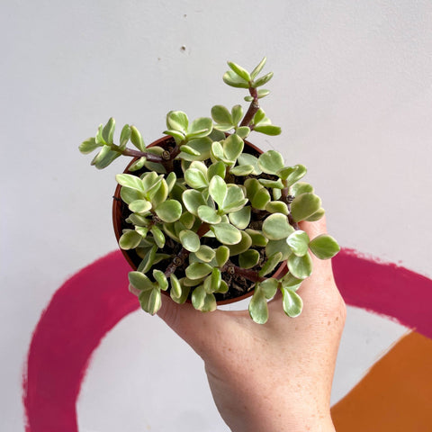 Rainbow Bush - Portulacaria afra variegata - Sprouts of Bristol
