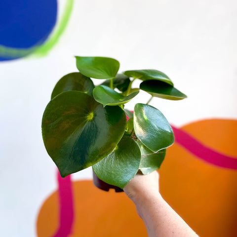 Raindrop Plant - peperomia polybotrya 'Raindrop' - Sprouts of Bristol