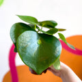 Raindrop Plant - peperomia polybotrya 'Raindrop' - Sprouts of Bristol