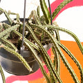 Rat-tail Cactus - Aporocactus - Sprouts of Bristol