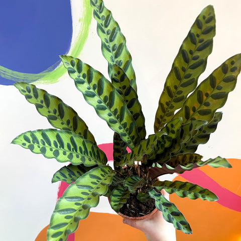 Rattlesnake Plant - Calathea lancifolia - Sprouts of Bristol
