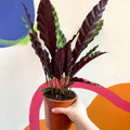 Rattlesnake Plant - Calathea lancifolia - Sprouts of Bristol