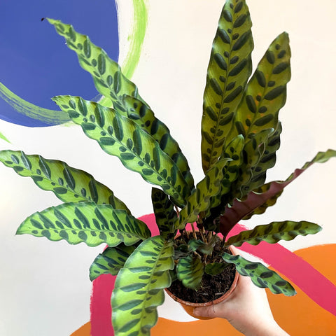 Rattlesnake Plant - Calathea lancifolia - Sprouts of Bristol