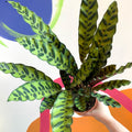 Rattlesnake Plant - Calathea lancifolia - Sprouts of Bristol