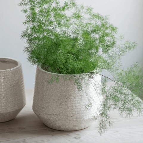 Ravello Ridged Pot - 25cm - Sprouts of Bristol