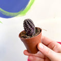 Rebutia pygmaea - Sprouts of Bristol