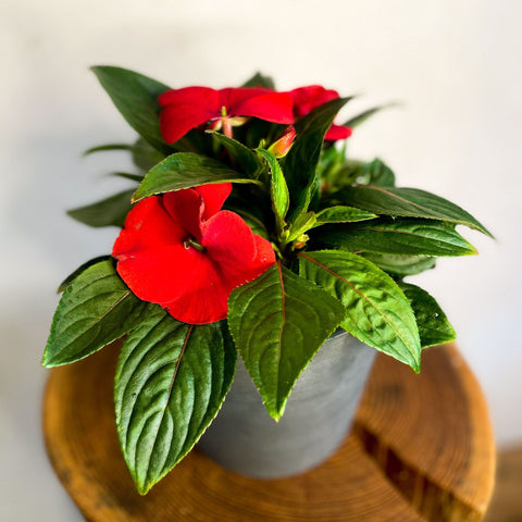 Red Busy Lizzie - Impatiens 'New Guinea' - Sprouts of Bristol